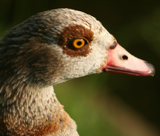 14-Nilgans-116.jpg